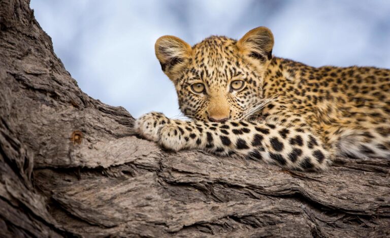 How much does a 4 day safari cost?