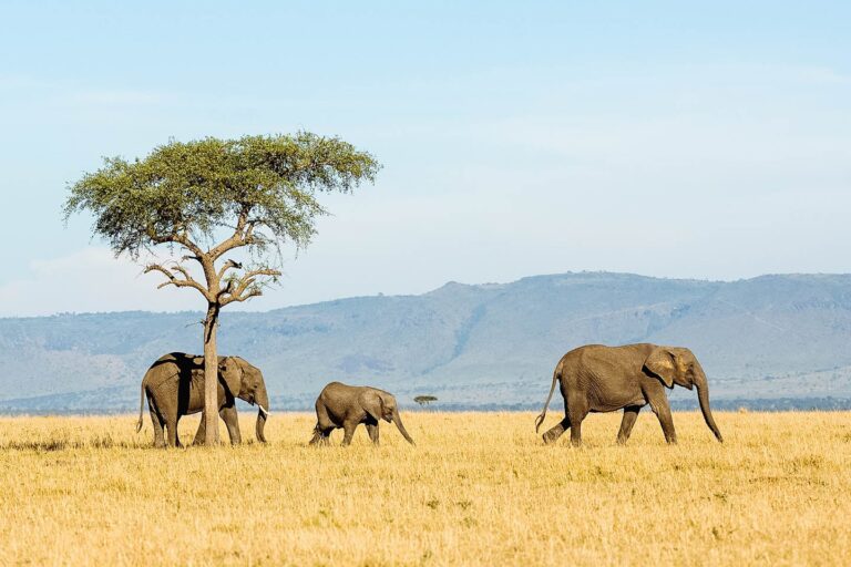 Is Tanzania expensive to visit ? - Tanzania Experience