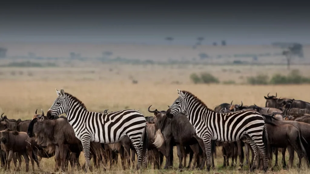 Maasai Mara Safari Experience