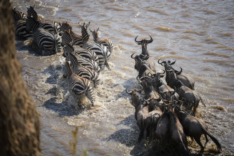Masai Mara - Kenya Experience