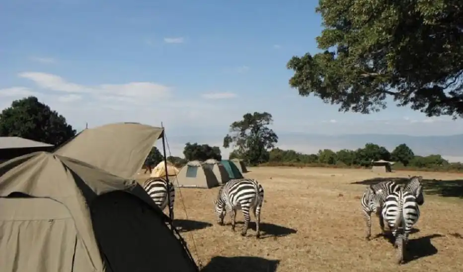 Ngorongoro Simba campsite - Ngorongoro Crater