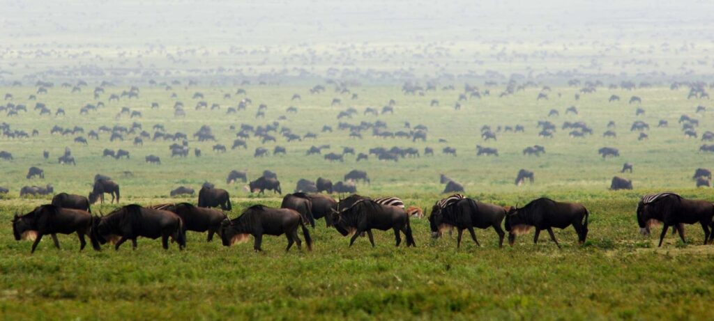 Safari itinerary image