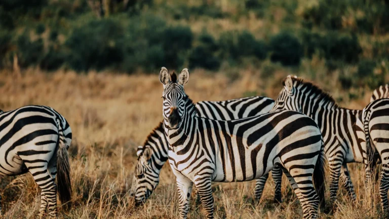 Tanzania Itinerary 5 Days - Tanzania Safari