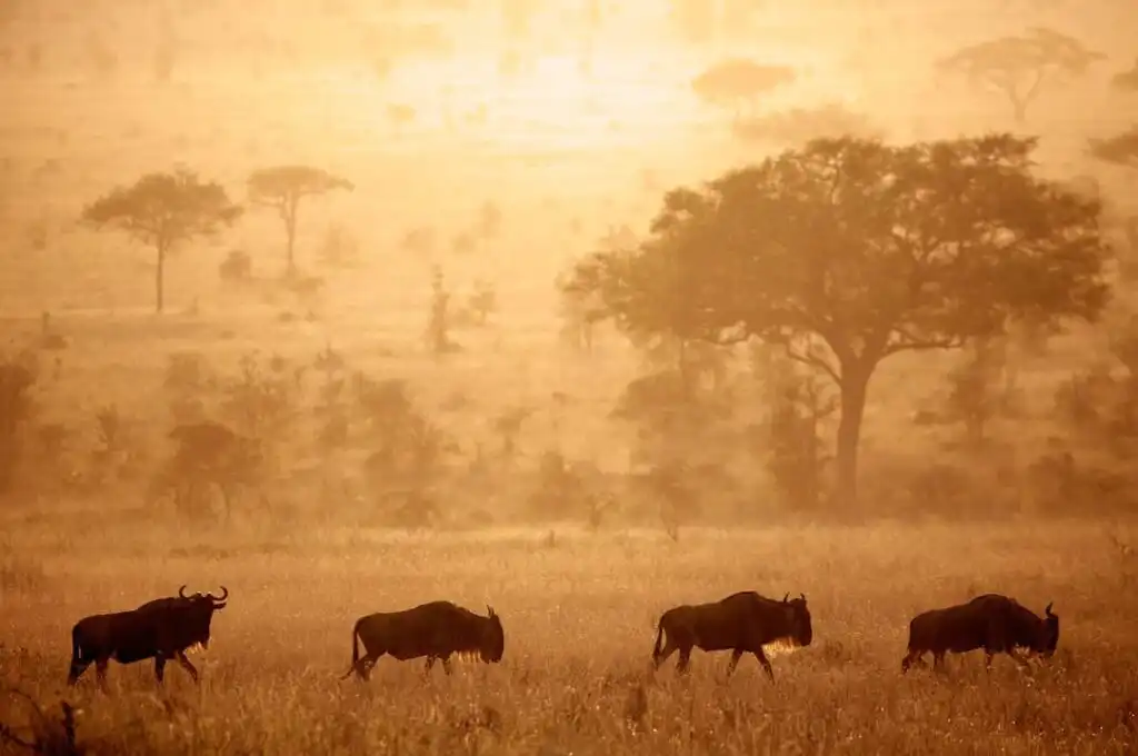 Wildebeest Migration at Dawn: Serengeti’s Morning Magic