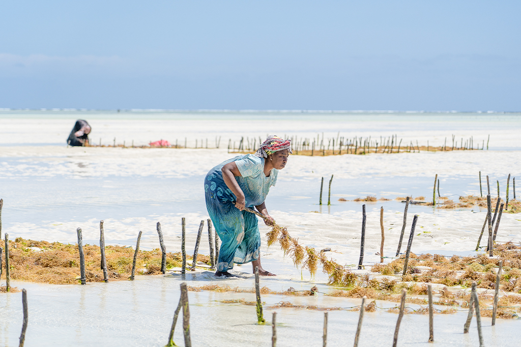 Local Zanzibar woman harvesting seaweed in shallow turquoise water during low tide in Jambiani.
