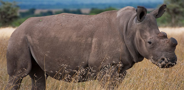 Is a Kenyan safari worth it? the last Northern White Rhinos
