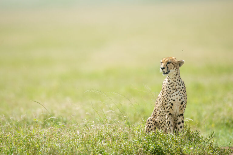 Tanzania Budget Camping Safari Under $300 Per Day