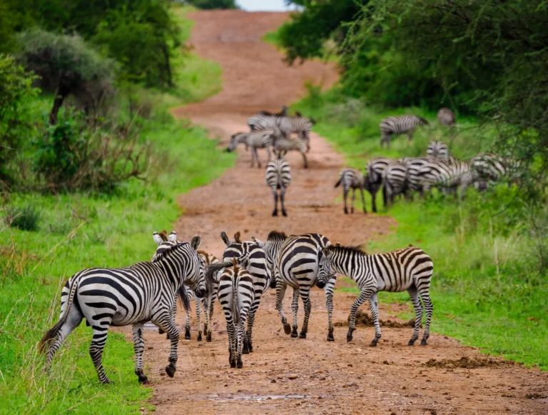 How much is a 3 day safari in Serengeti?