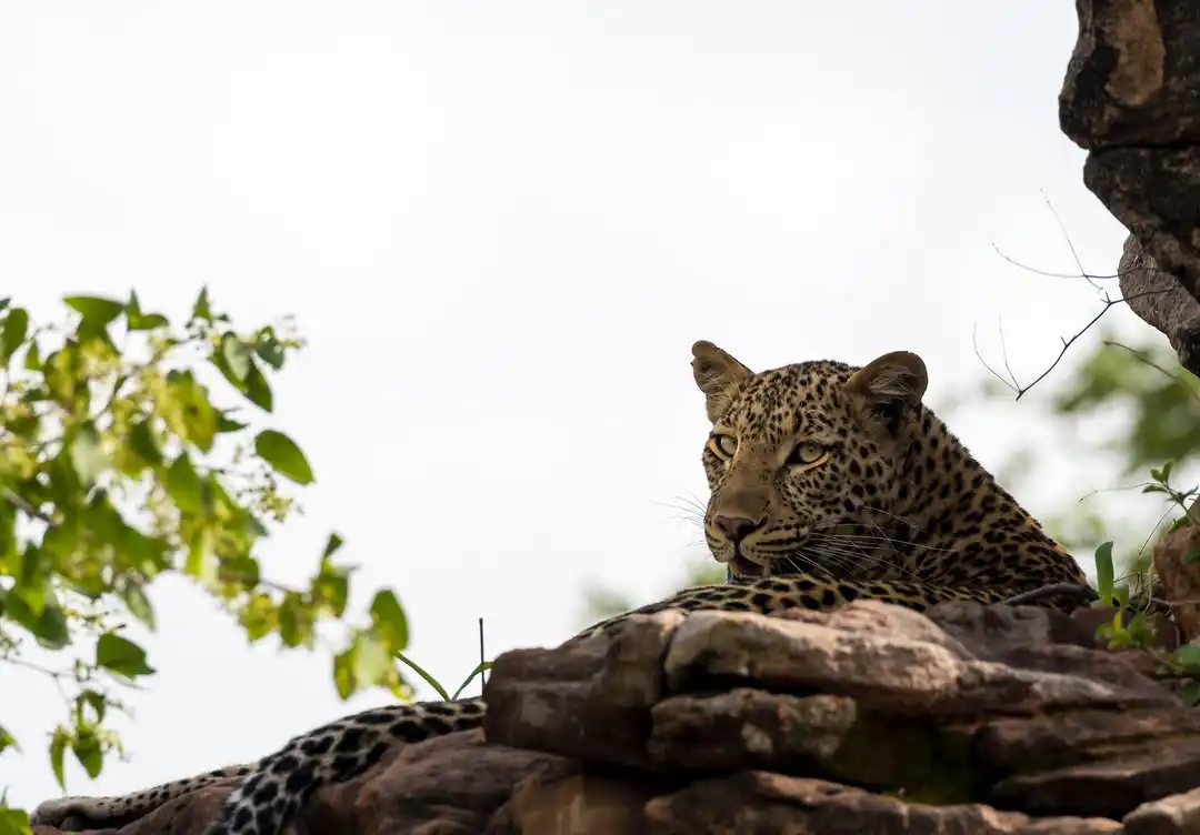 Planning a Tanzania Safari? Read This First