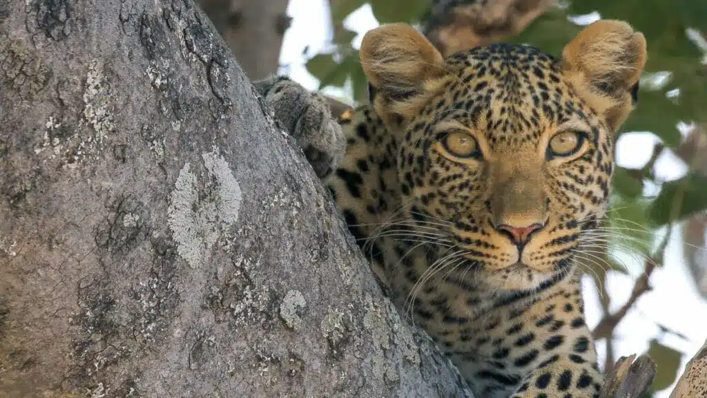 5 Day Tanzania Group Safari