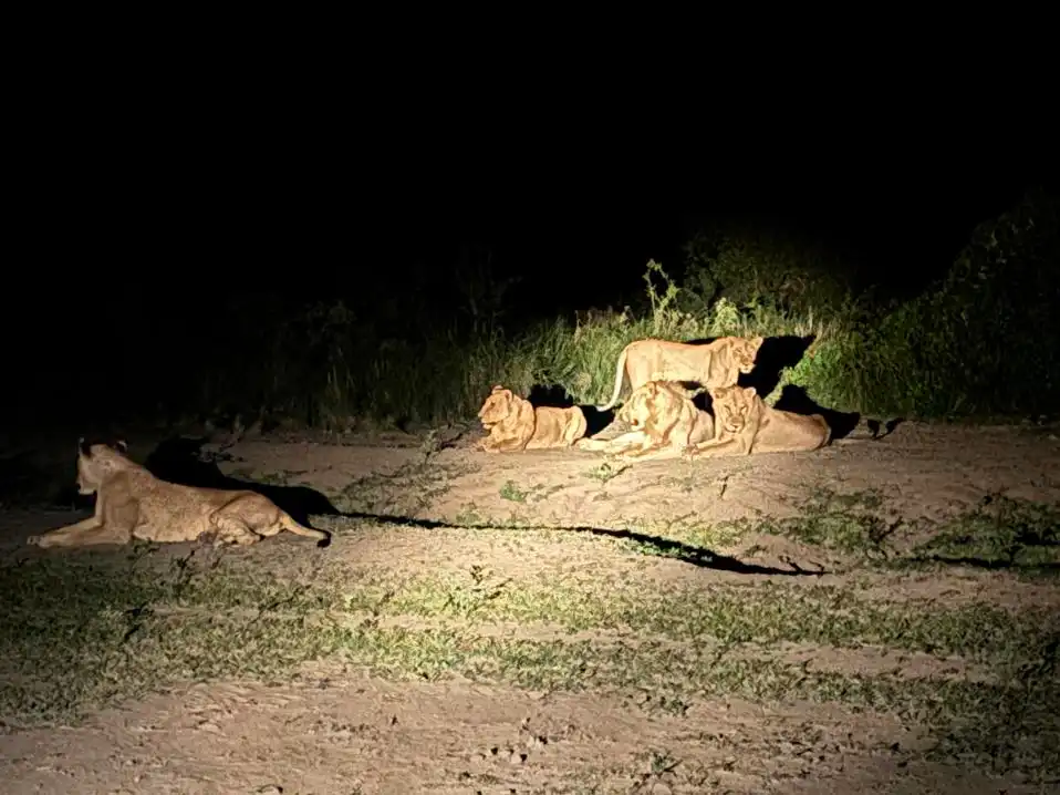 Pride of lions resting at night in the African bush during a Tanzania safari experience.