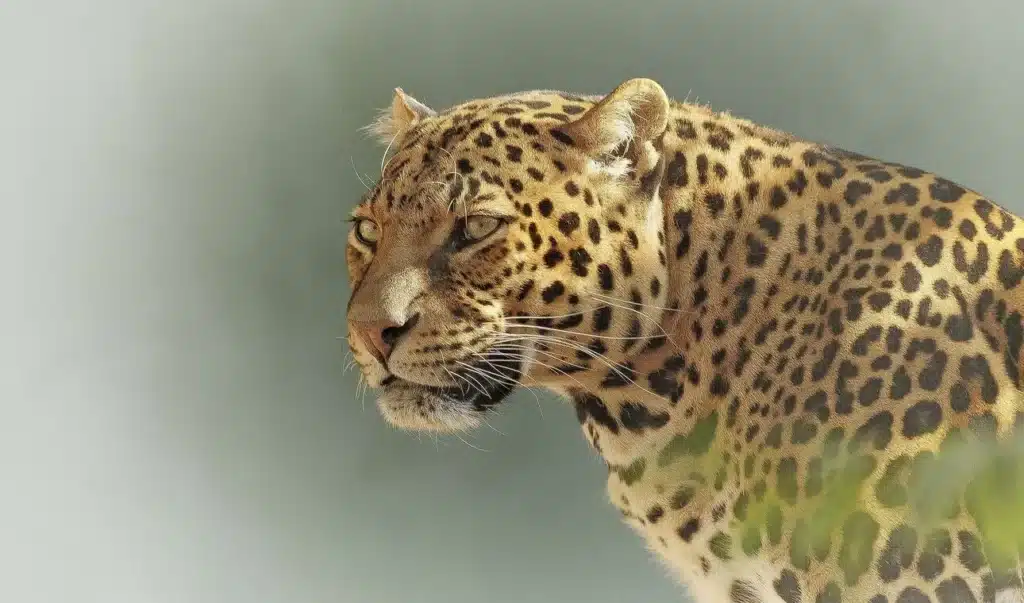 Leopard, photographed in the Serengeti, East Africa, by Tanzania Safari Experience team