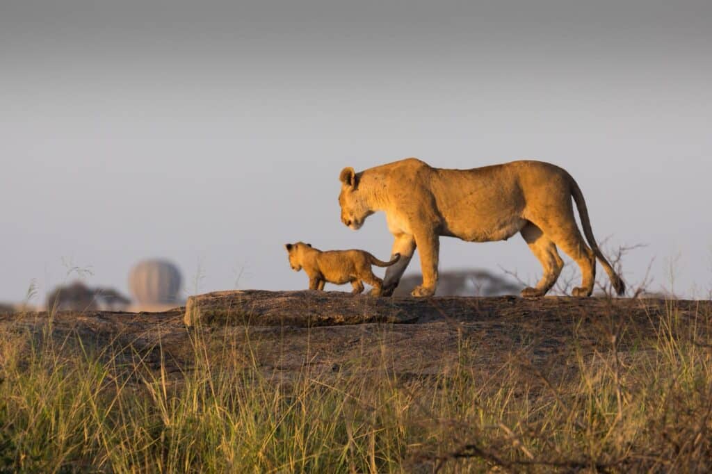 Destinations Ultimate 10-Day Tanzania Safari Experience