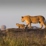 Ultimate 10-Day Tanzania Safari Experience Ultimate 10-Day Tanzania Safari Experience
