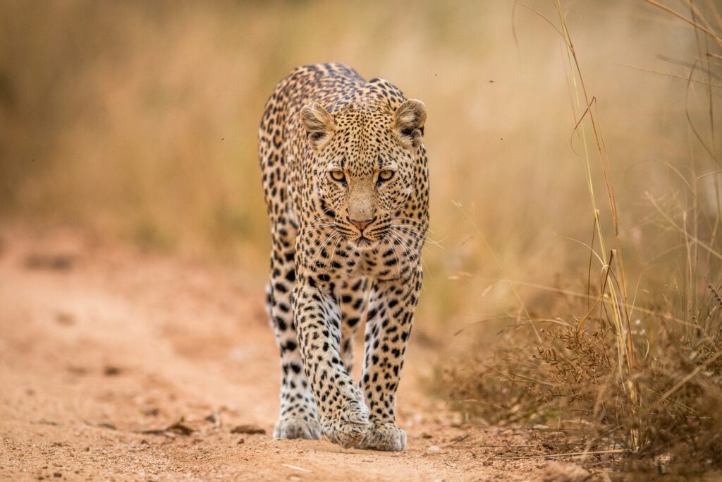5 Days Tanzania Budget Safari With Serengeti
