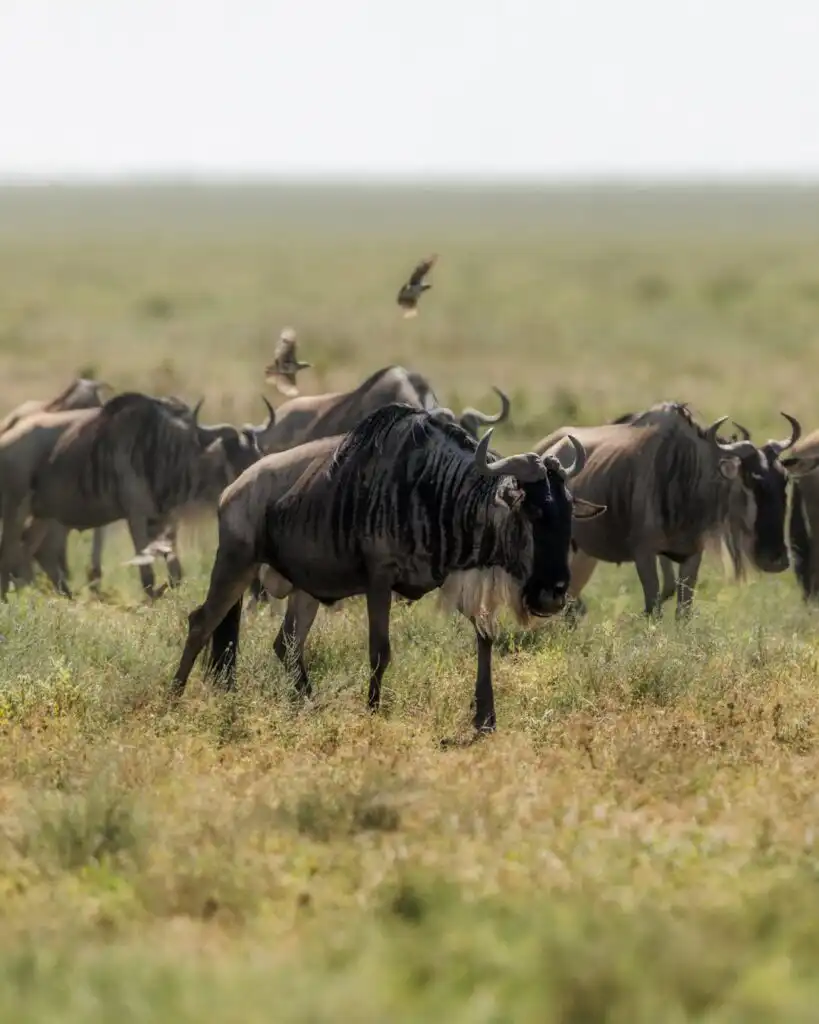 Serengeti National Park - Home of Great Migration