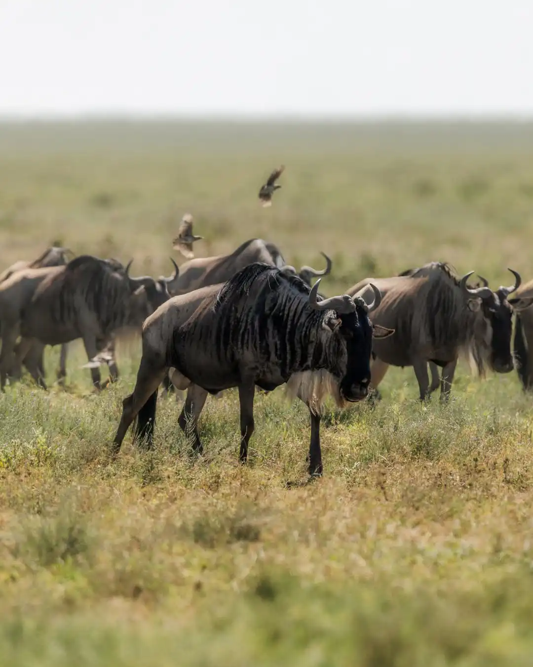 Full Day Northern Serengeti Migration Experience