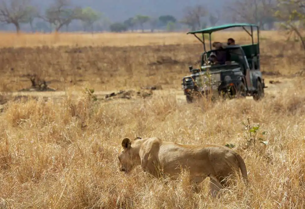 2 Days 1 Night Safari to Mikumi From Dar Es Salaam Stanley's Kopje Camp by Foxes Safari Camps