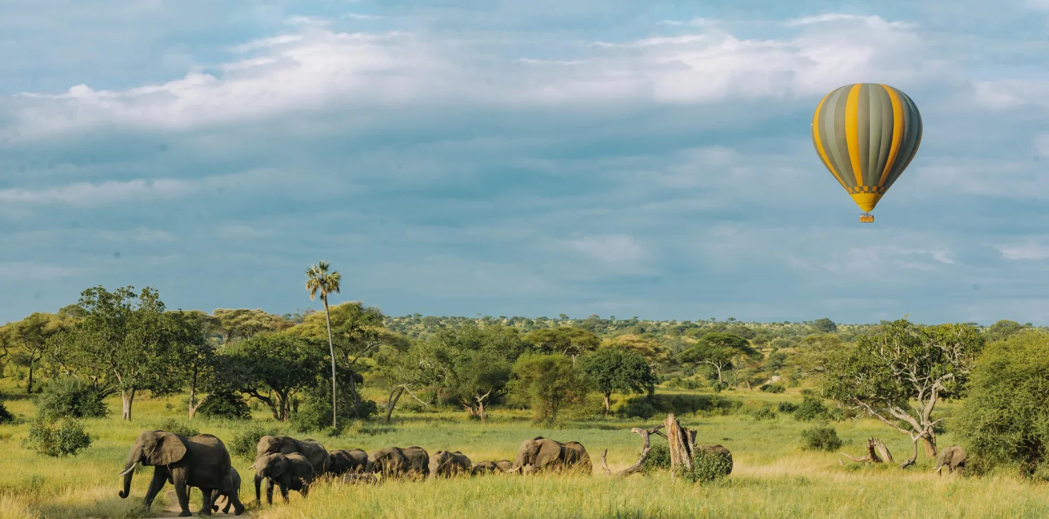Tanzania Safari Experiences