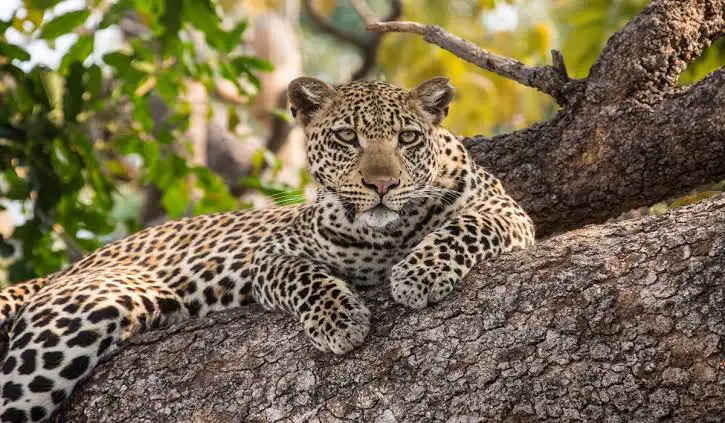 Safari from Mwanza to Serengeti 3 Days Serengeti Safari From Mwanza
