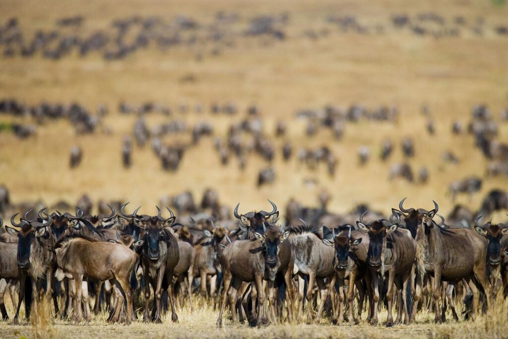 Serengeti Wildebeest Migration 7 Day Tanzania Safari Serengeti Migration and Ngorongoro Crater Experience From Kogatende