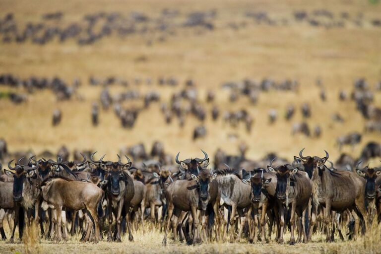 7 Day Tanzania Safari Serengeti Migration and Ngorongoro Crater Experience From Kogatende