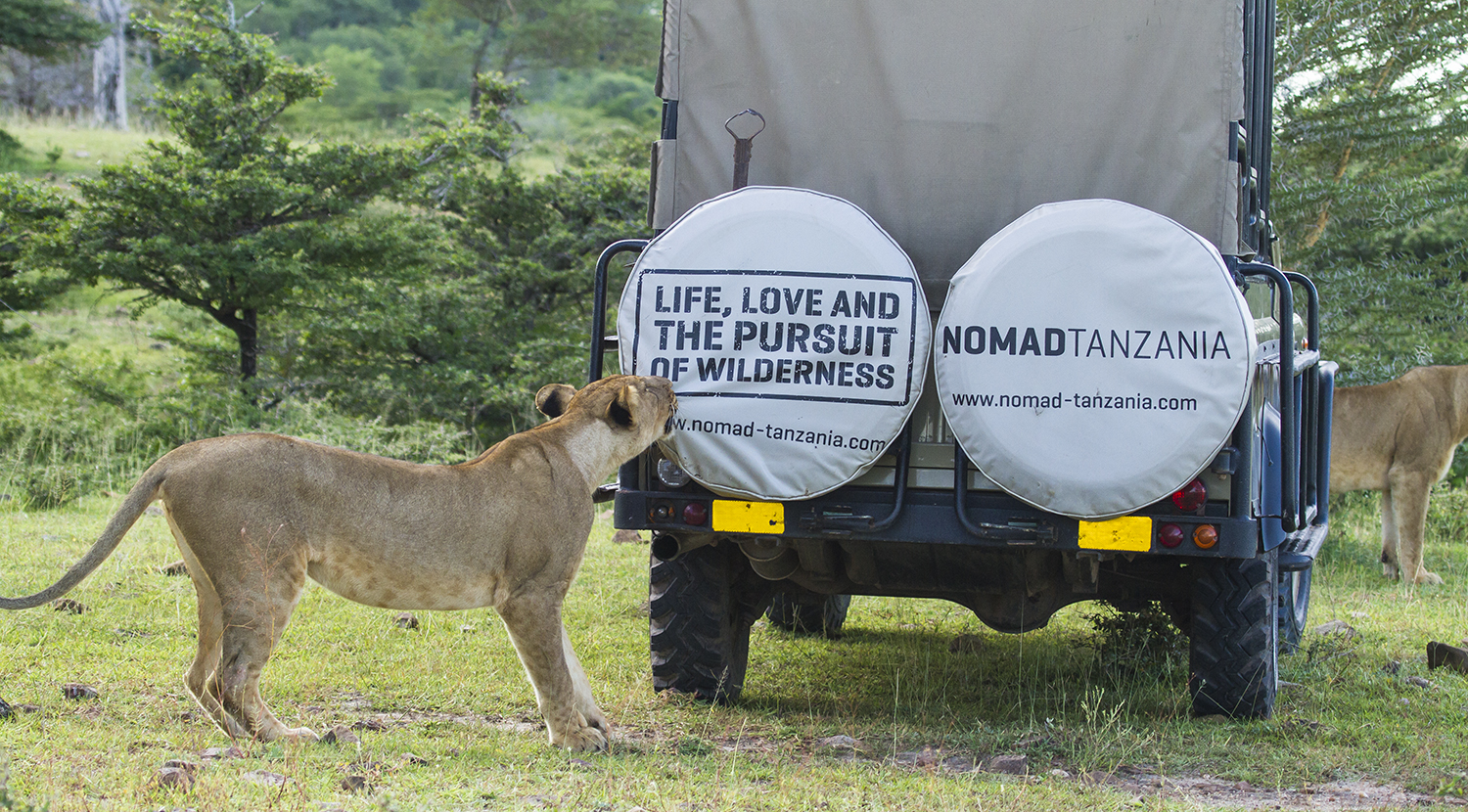 Which is the best Safari Operator in Tanzania? Lioness inspecting the rear of a safari vehicle during a game drive in Serengeti National Park, Tanzania.