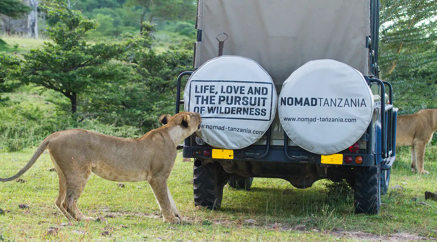 Lioness inspecting the rear of a safari vehicle during a game drive in Serengeti National Park, Tanzania.