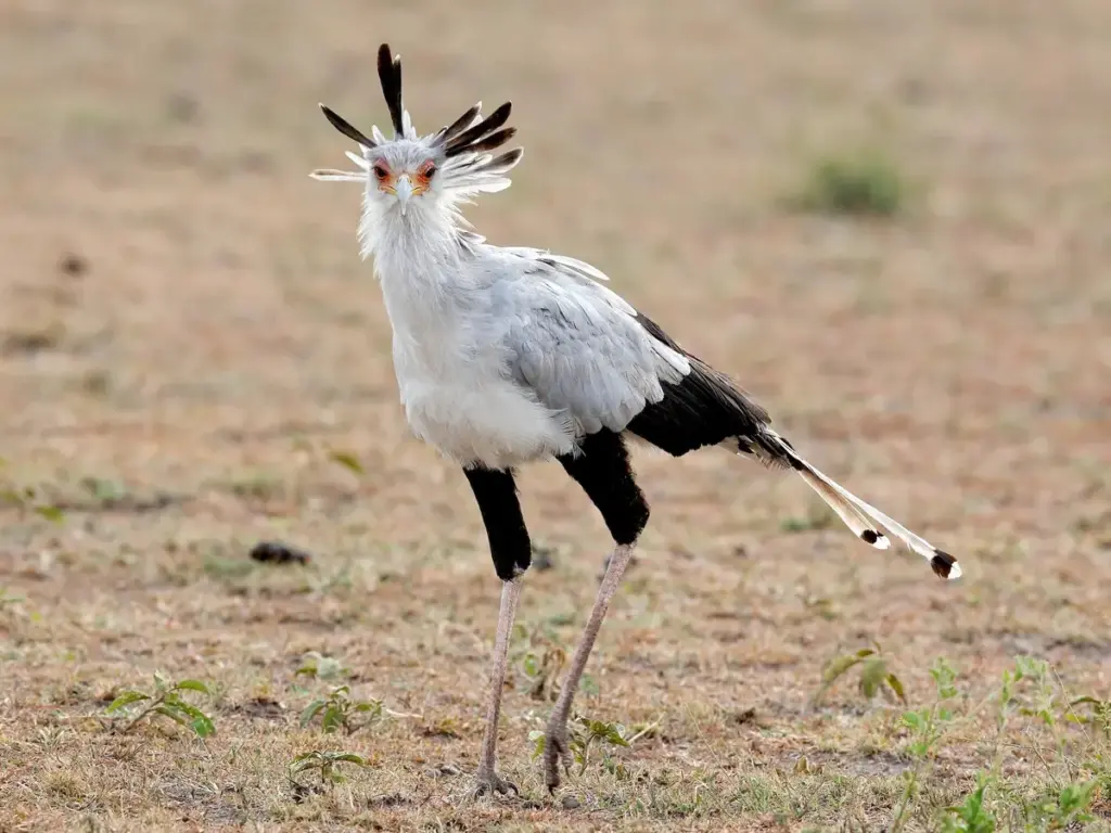 Is Serengeti Good for Birdwatching?