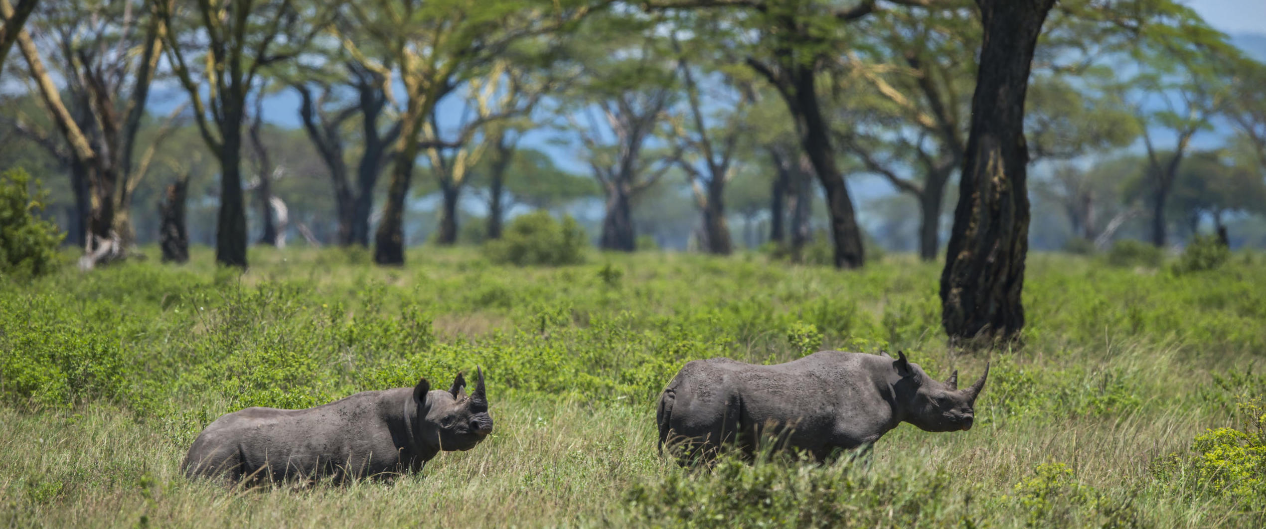 Black Rhinos in the Serengeti