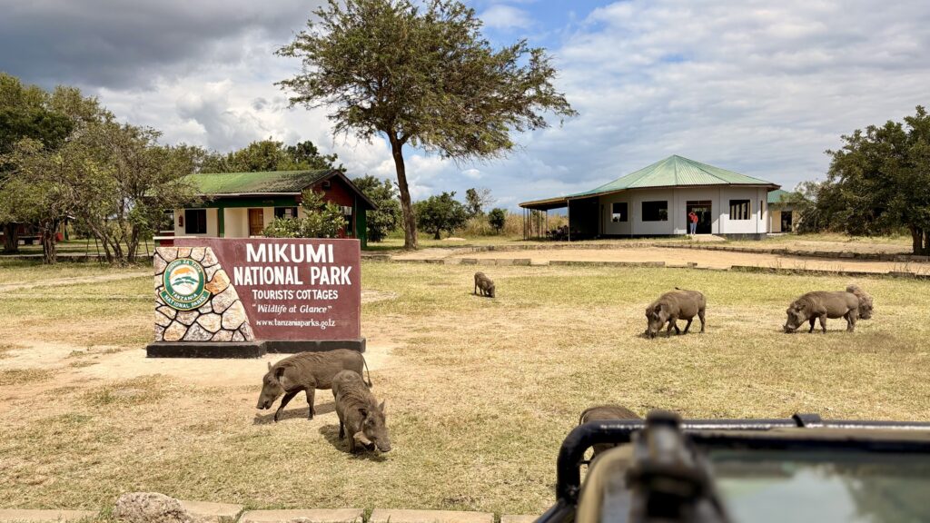 Mikumi National Park Game Drive in Mikumi National Park