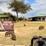 Game Drive in Mikumi National Park