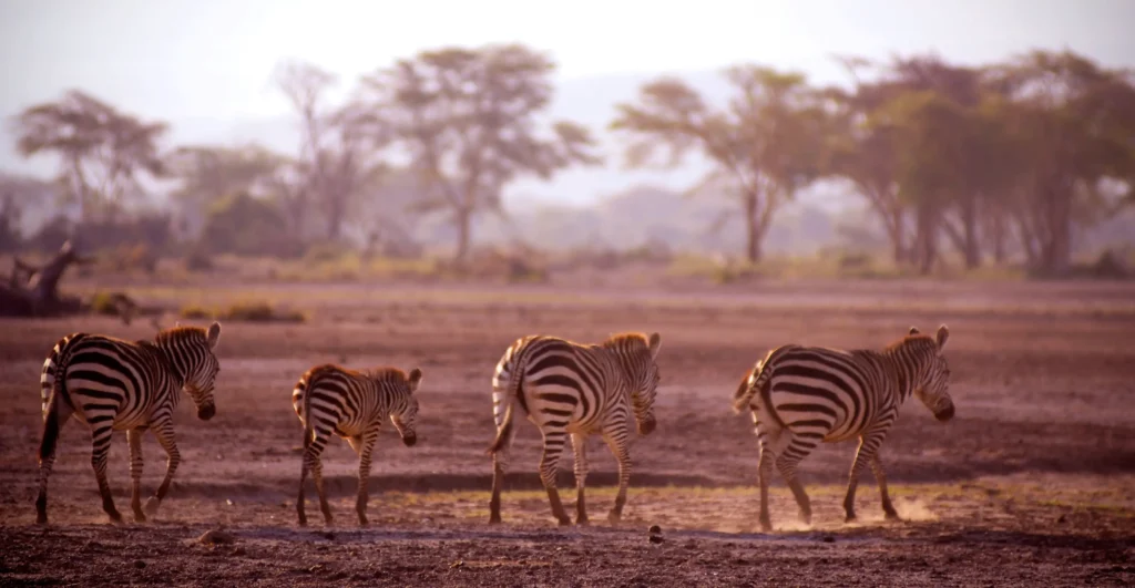 5 Days Tanzania Safari Experience Itinerary