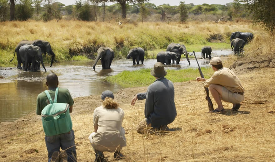 How to Find Reputable Companies Offering Walking Safaris in Tarangire Tarangire National Park Walking Safari