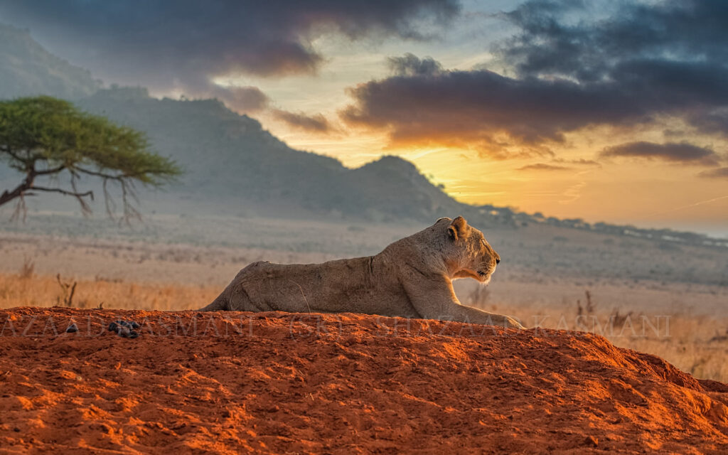 Tsavo East National Park | Kenya Wildlife Safaris Tour | Kenya Tours
