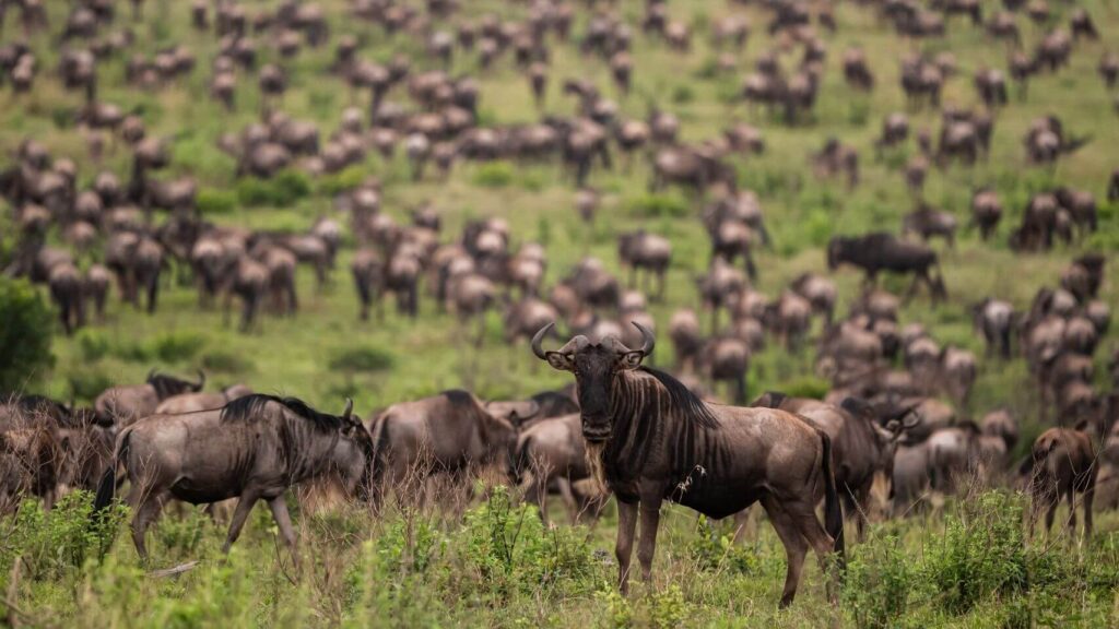 Serengeti Wildebeest Migration Northern Circuit Safari – From Arusha to Serengeti (8 Days)