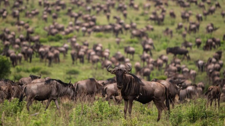 Northern Circuit Safari โ From Arusha to Serengeti (8 Days)
