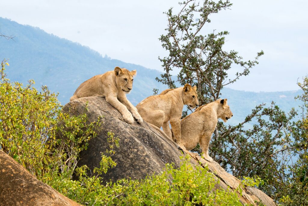 Tsavo East National Park | Kenya Wildlife Safaris Tour | Kenya Tours