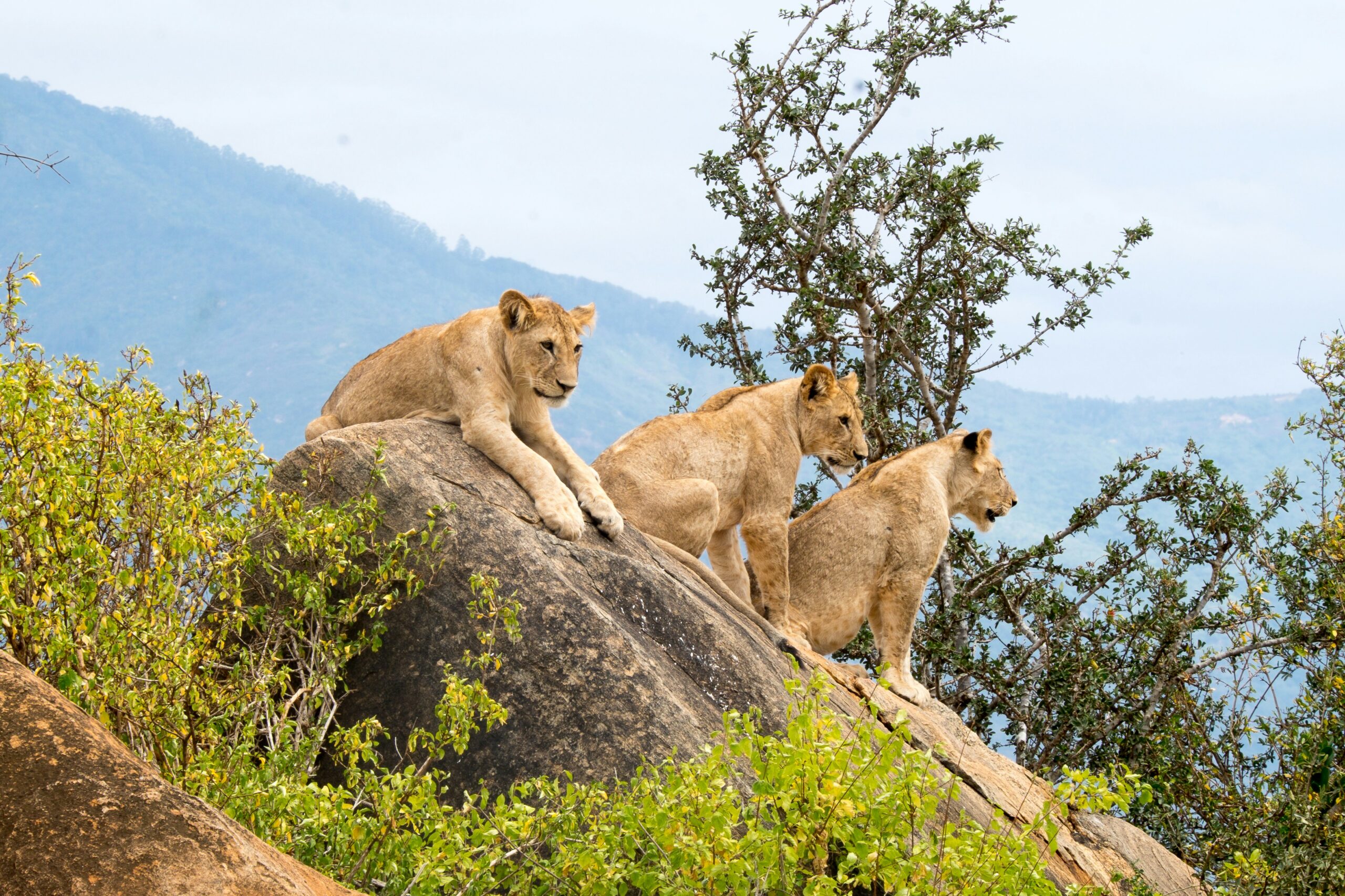Full Day Tsavo East Safari Itinerary From Diani Beach