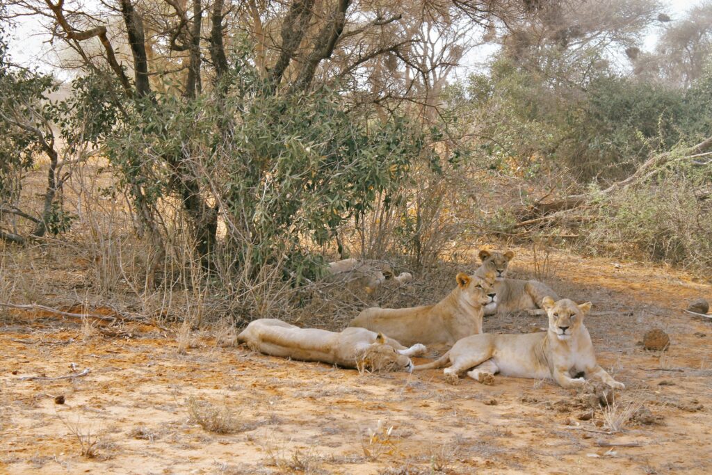 Tsavo East National Park | Kenya Wildlife Safaris Tour | Kenya Tours