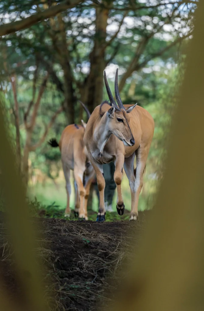 Aya Sophia Wildlife Villas - Arusha