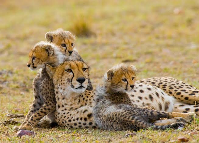 Tanzania Safari for Chinese Travelers 7 Day Tanzania Safari for Chinese Travellers