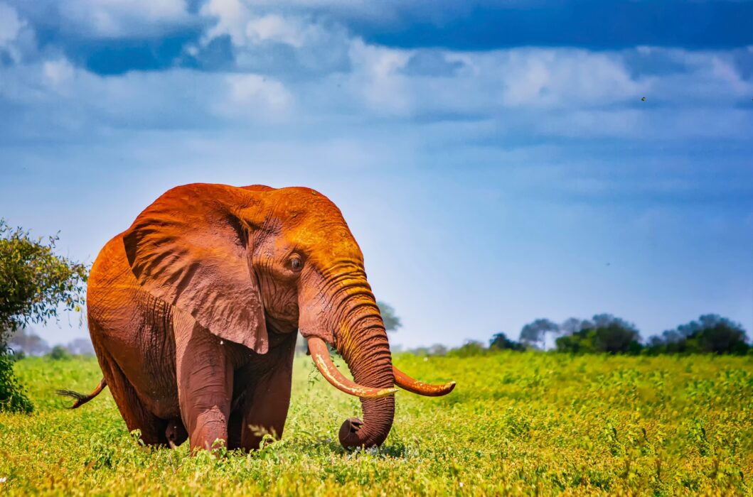 Full Day Tsavo East Safari Itinerary From Diani Beach