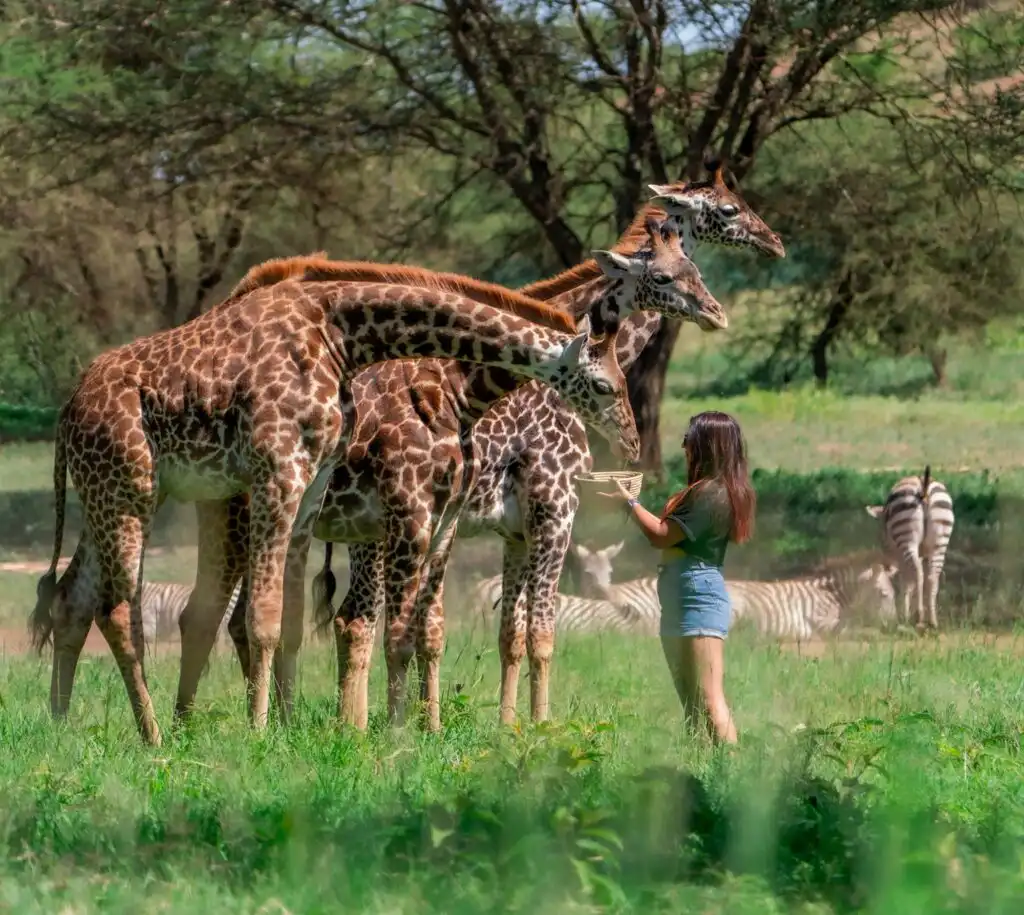 Serval Wildlife | Luxury Safari Park & Eco Resort in Tanzania