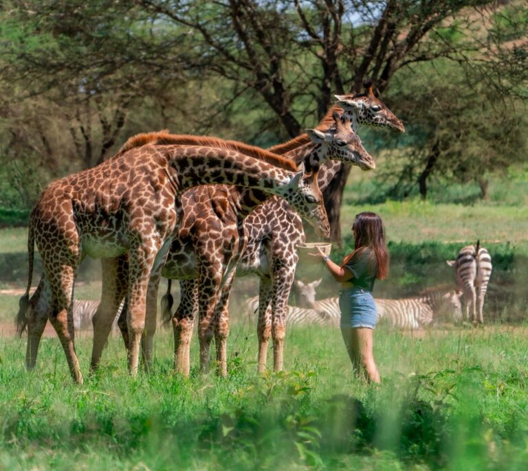 Serval Wildlife | Luxury Safari Park & Eco Resort in Tanzania