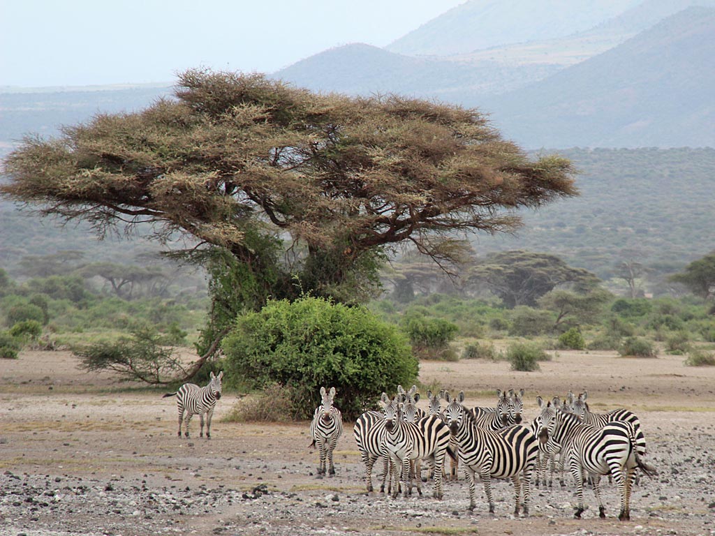 Western Kilimanjaro Safari: Tanzania's Hidden Gem