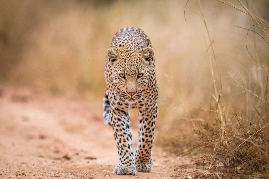 Kenya Safari Destinations — Places To Visit