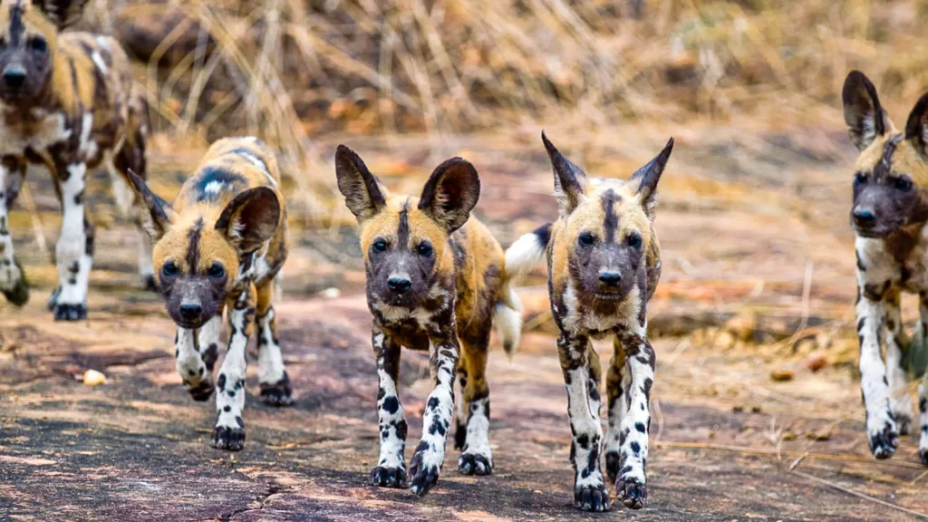 Nyerere National Park Safaris, Tours & Wildlife