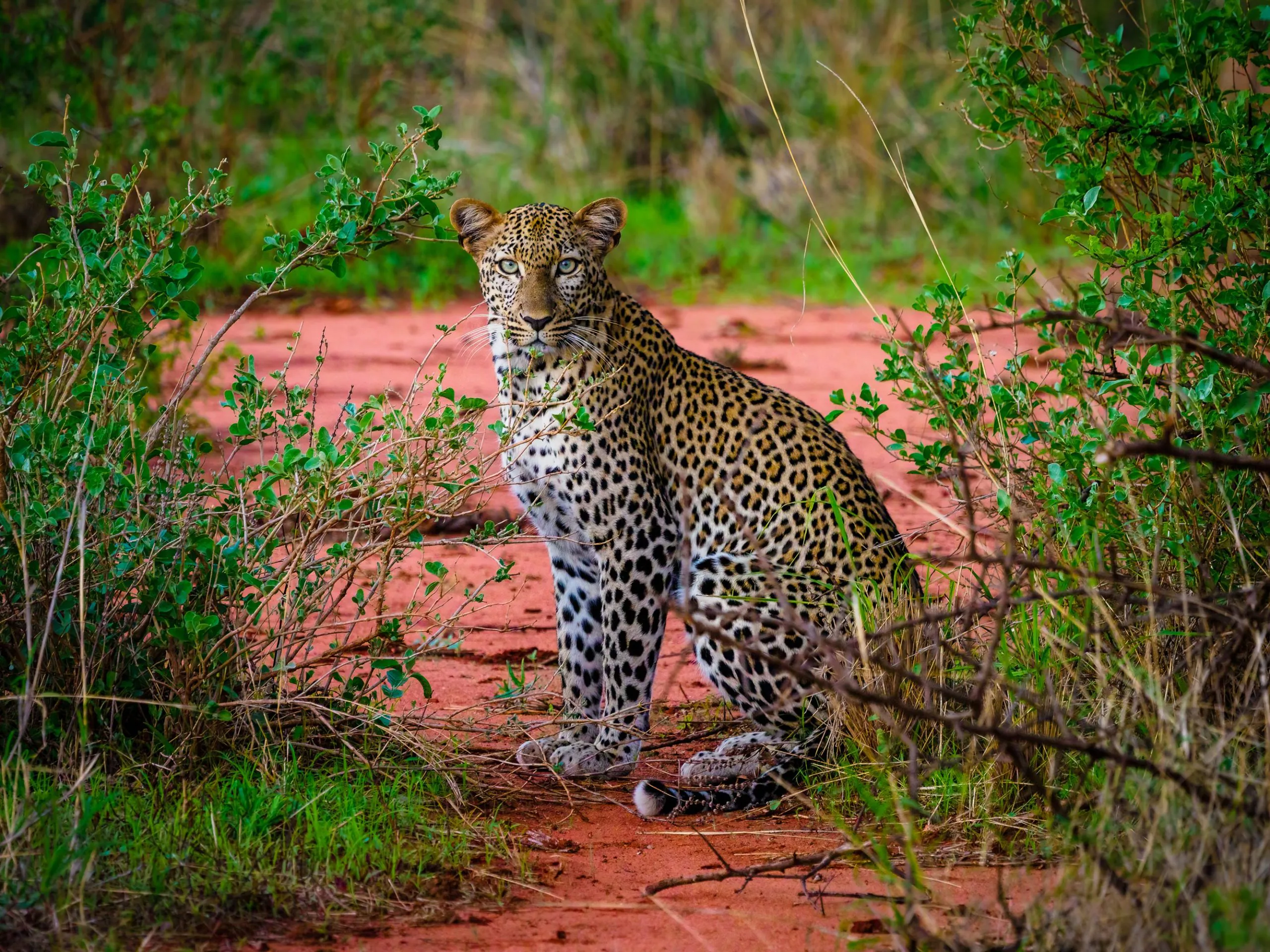 Full Day Tsavo East Safari Experience