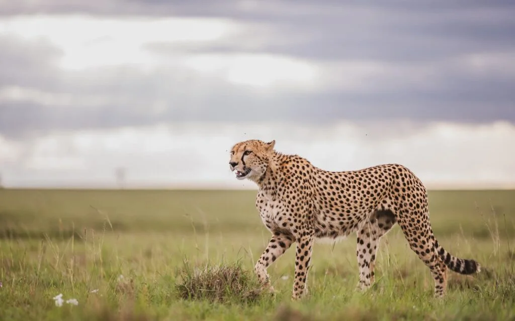 8 Days Kenya Safari Experience — Kenya Safari